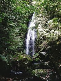 Stream flowing through a forest