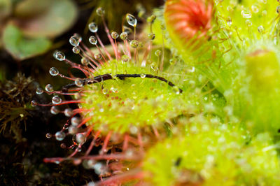 Close-up of water drops on plant