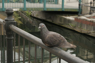 Close-up of bird perching on railing