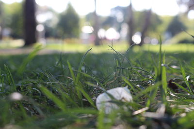 Close-up of grass on field