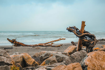 Driftwood on beach