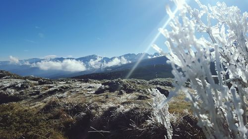 Panoramic shot of trees against sky