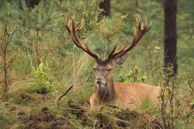 Portrait of red deer relaxing on field