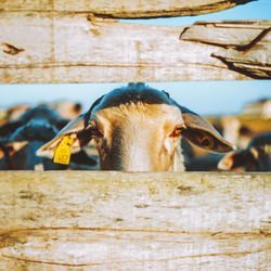 Close-up of a goat