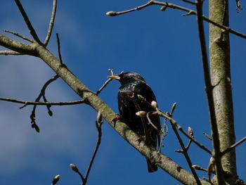 Low angle view of bird perching on branch