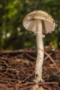 mushroom