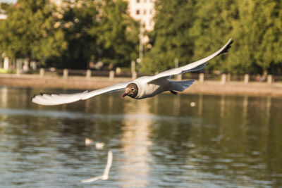 Close-up of swan flying over lake