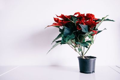 Close-up of poinsettia potted plant against white background