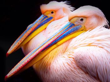 Close-up of parrot