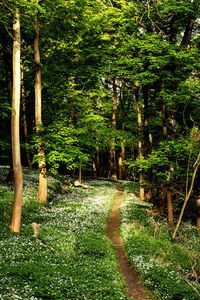 Trees in park