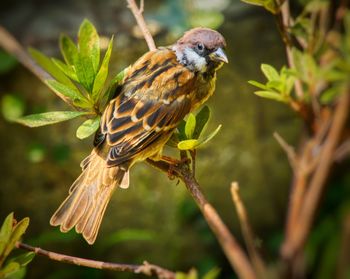 Close-up of a bird perching on branch