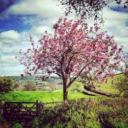 Cherry blossom tree in field