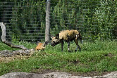 2 painted dogs playing