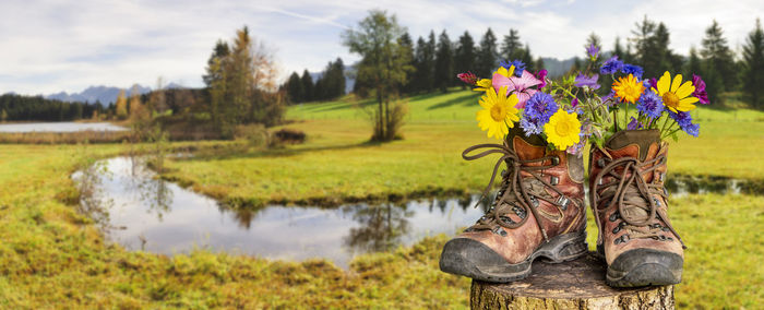 Plants growing on field by lake against sky
