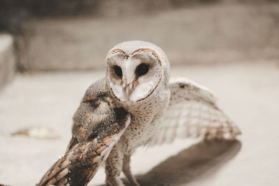 Close-up of owl looking away