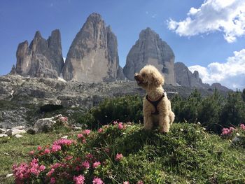 Scenic view of rock formation on mountain against sky