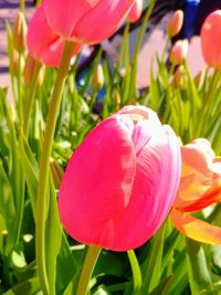 Close-up of pink tulip