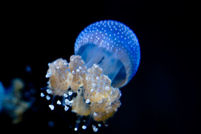 Close-up of jellyfish swimming in sea