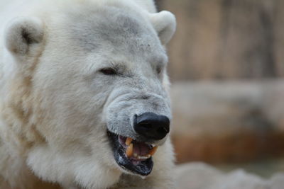 Close-up of a polar bear