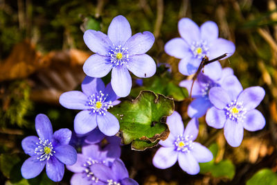 Close-up of purple flowering plants