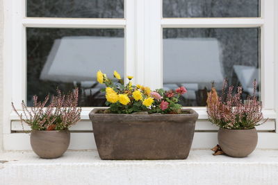 Potted plants on window sill