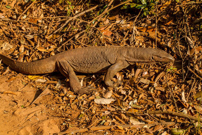 View of a lizard on land
