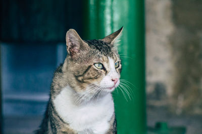 Close-up of a cat looking away