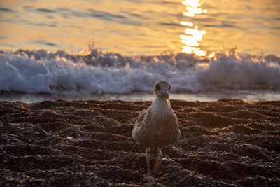 Seagull on the beach