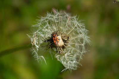 Close-up of insect on flower