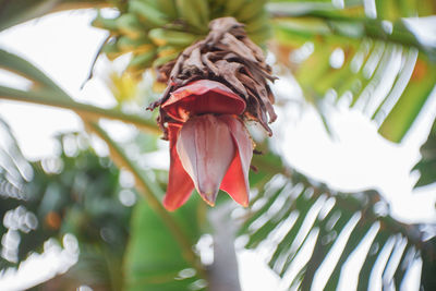 Close-up of red flowering plant