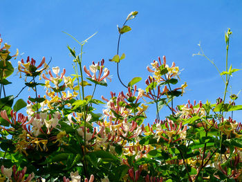 Low angle view of flowering plants against blue sky