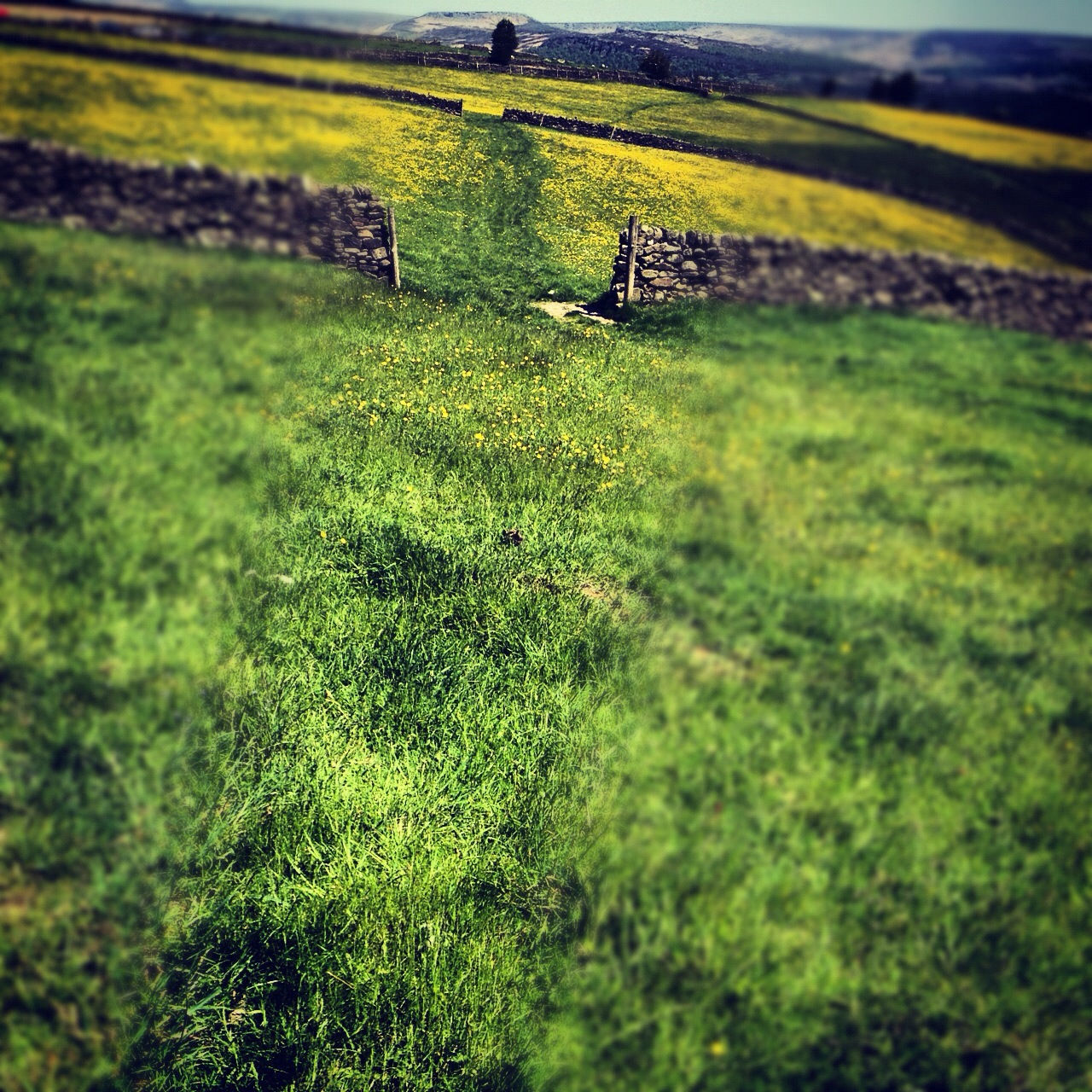 field, grass, landscape, green color, nature, growth, tranquil scene, tranquility, rural scene, beauty in nature, grassy, high angle view, scenics, plant, agriculture, day, outdoors, selective focus, tree, non-urban scene