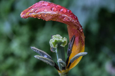 Close-up of insect on flower