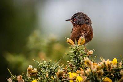 Close-up of bird perching on plant