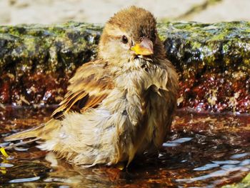 Close-up of duck in lake