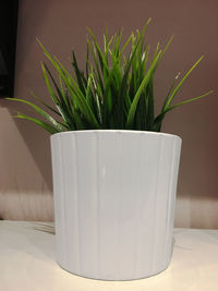 Close-up of potted plant on table at home