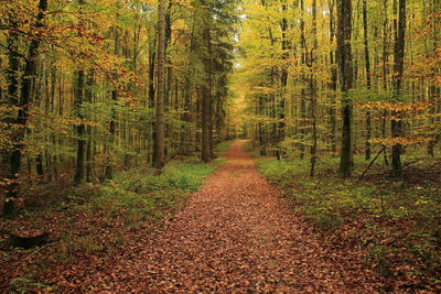 Trees in forest