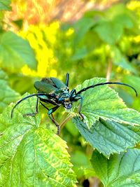 Close-up of insect on plant