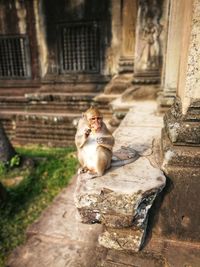 Cat sitting on staircase outside building