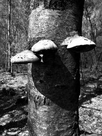 Close-up of mushroom growing on tree trunk