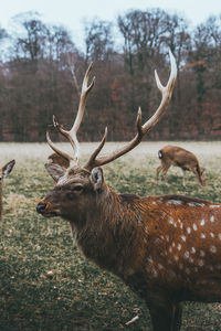 Deer standing on field