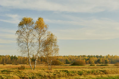 Tree on field against sky