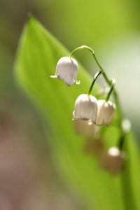 Close-up of flower buds