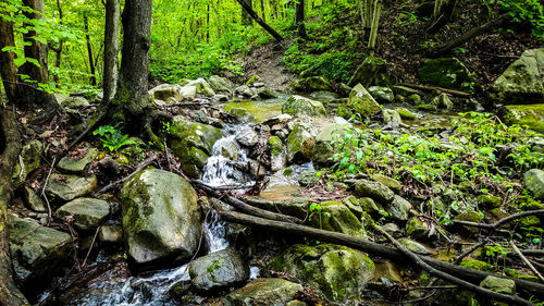 Scenic view of waterfall in forest