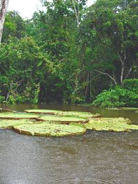 Scenic view of lake in forest