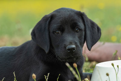 Cute portrait of an 8 week old black labrador puppy