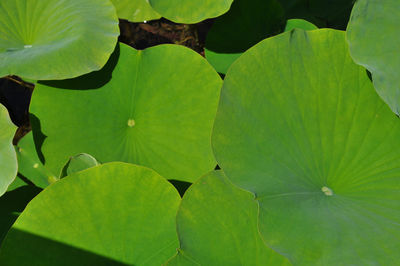 High angle view of lotus leaves 