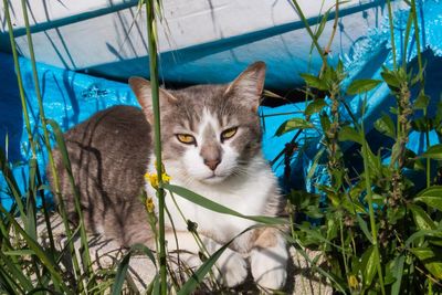 Close-up portrait of cat