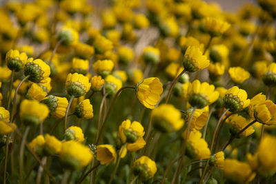 Close-up of yellow flowering plants on field