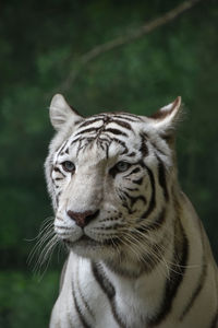 Close-up of snow leopard